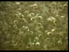 فيرجن ميديا ​​K1 K3 K5 بيوفيلم كاريير متحرك سرير بيوفيلم مفاعل mbbr37